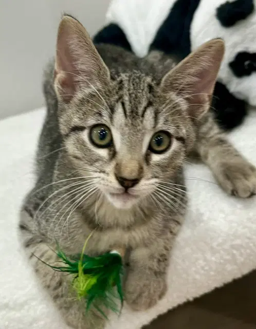 Kitten Yoshi - Domestic Short Hair