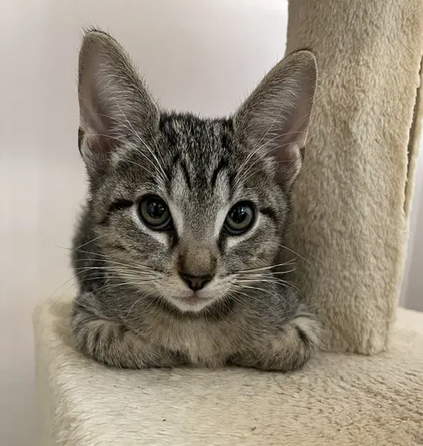 Kitten Yoshi image 3