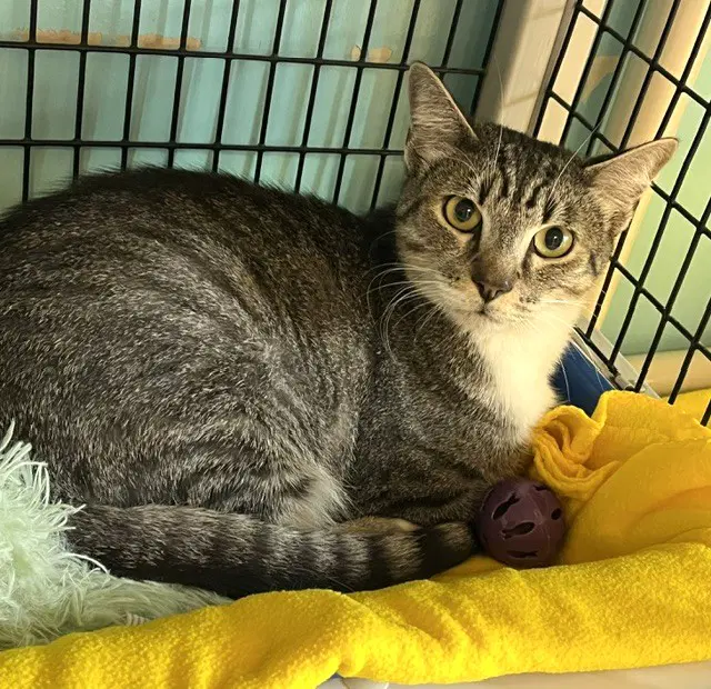 Victor - Domestic Short Hair