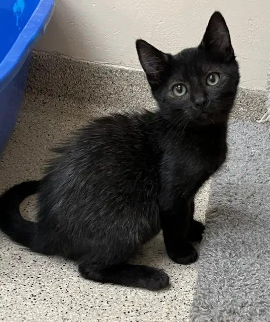 Kitten Jinx - Domestic Short Hair