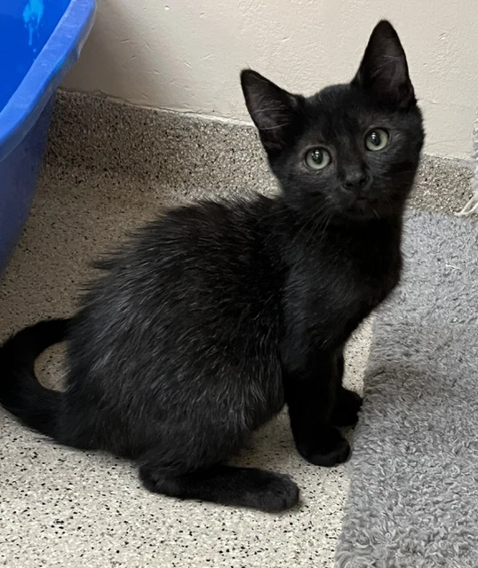 Kitten Jinx
