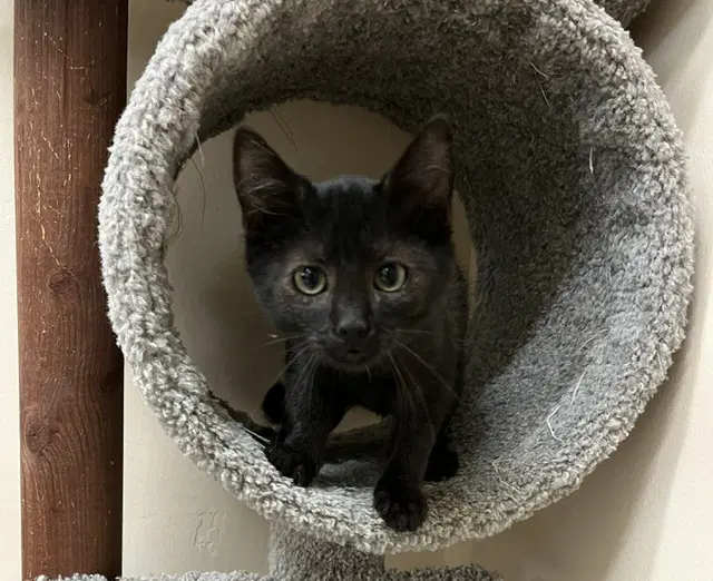 Kitten Jinx image 3
