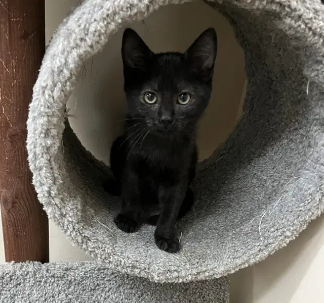 Kitten Jinx image 2