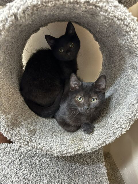 Photo 4 of Kitten Juno