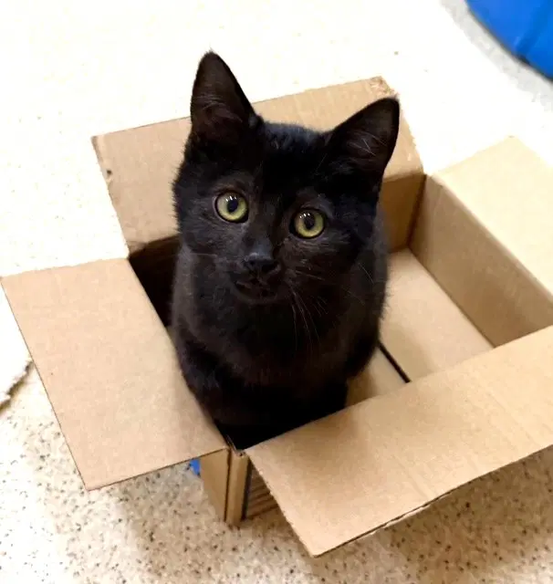Kitten Juno - Domestic Short Hair
