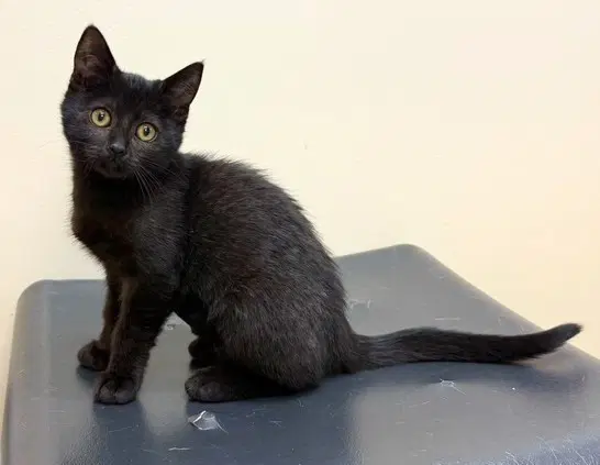 Kitten Juno image 2