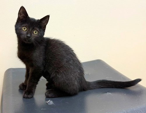 Photo 2 of Kitten Juno