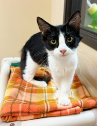 Kitten Harriet, Domestic Short Hair
