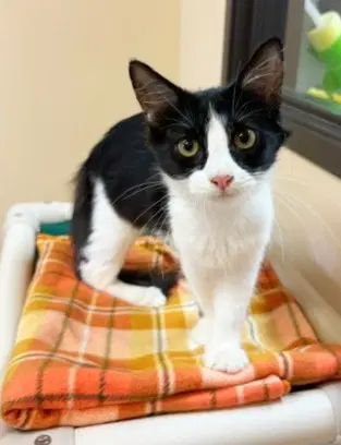 Kitten Harriet - Domestic Short Hair