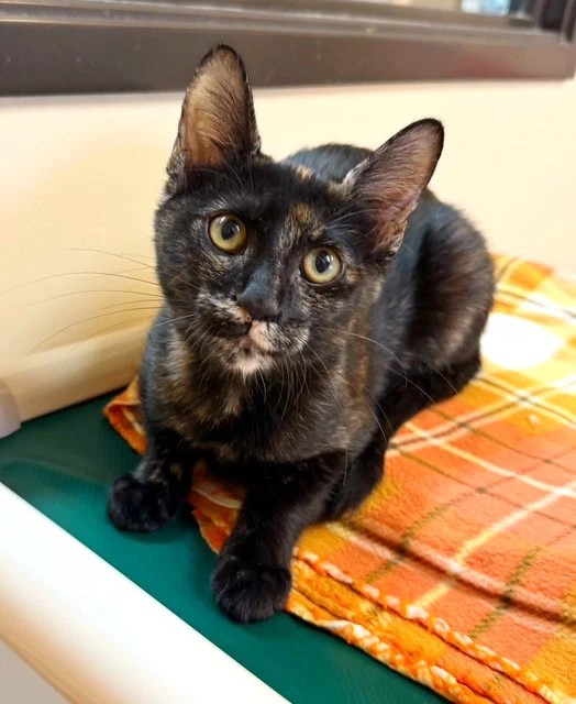 Kitten Quyen