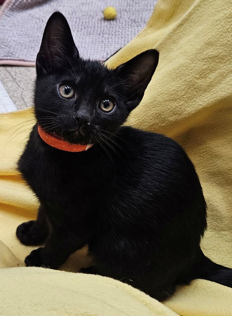 Kitten Yuri, a male kitten up for adoption