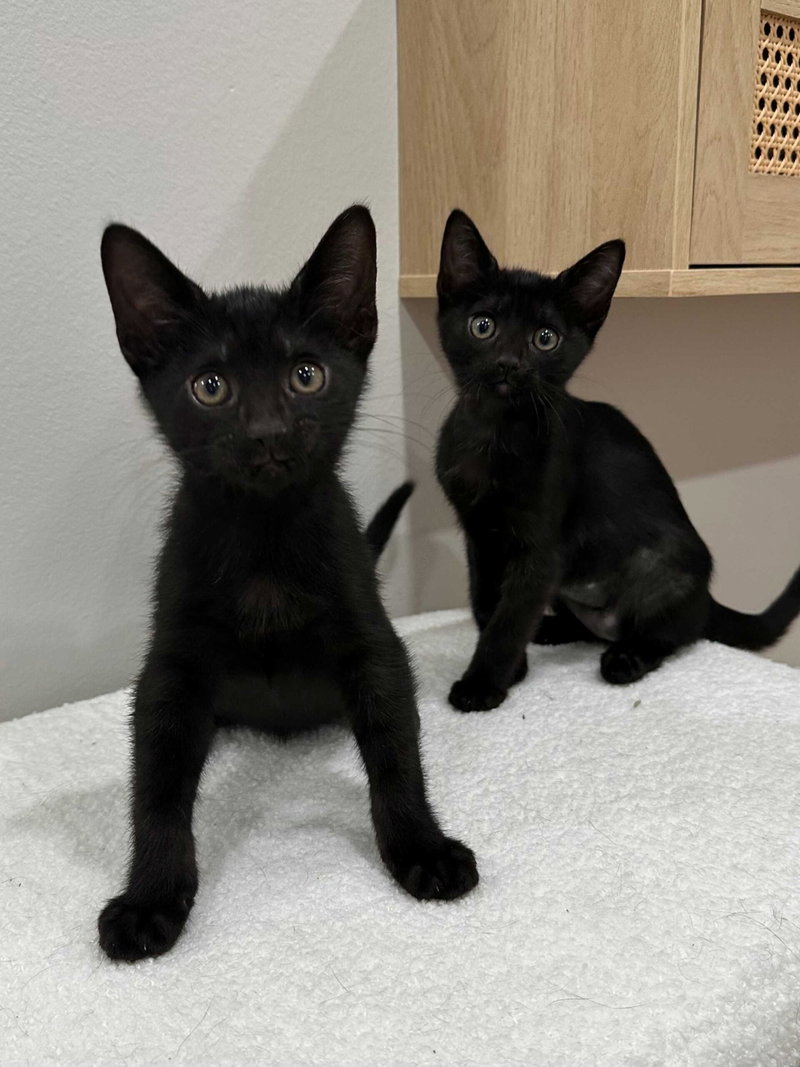 Kitten Yuri, photo 3