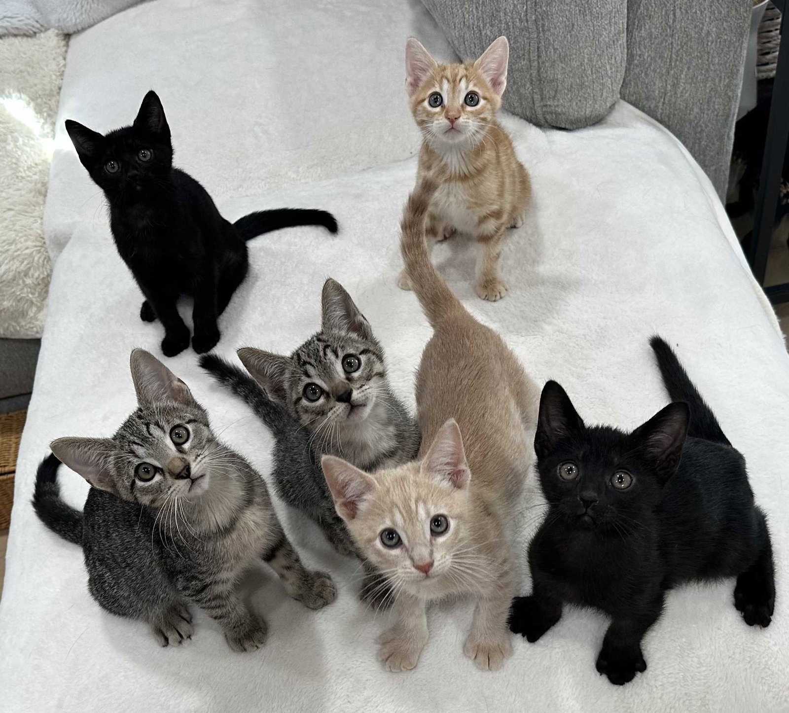 Kitten Yuri, photo 4