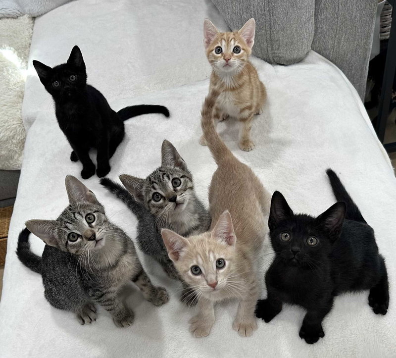 Kitten Yuri, photo 4