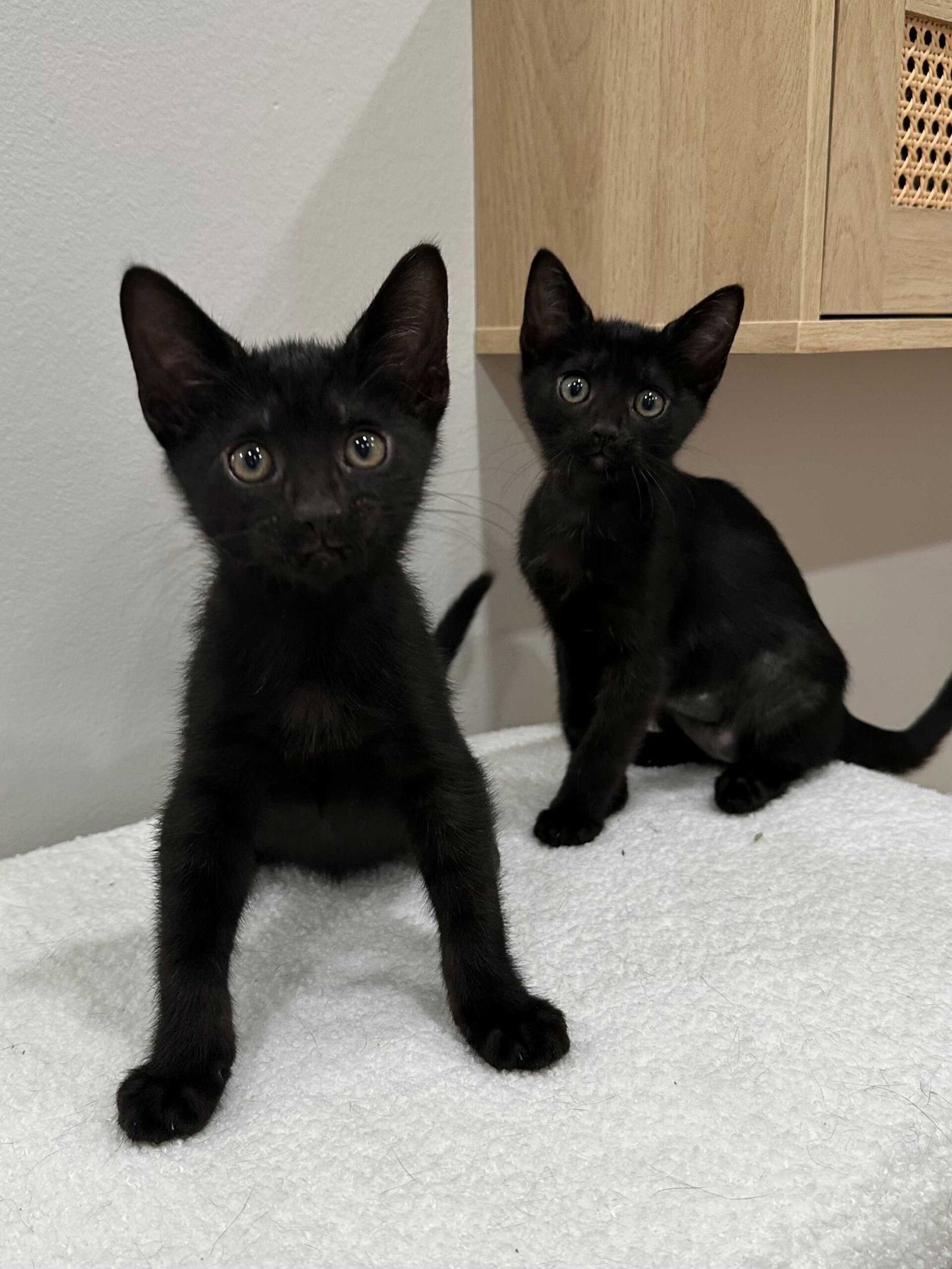 Kitten Yellowfang, photo 3