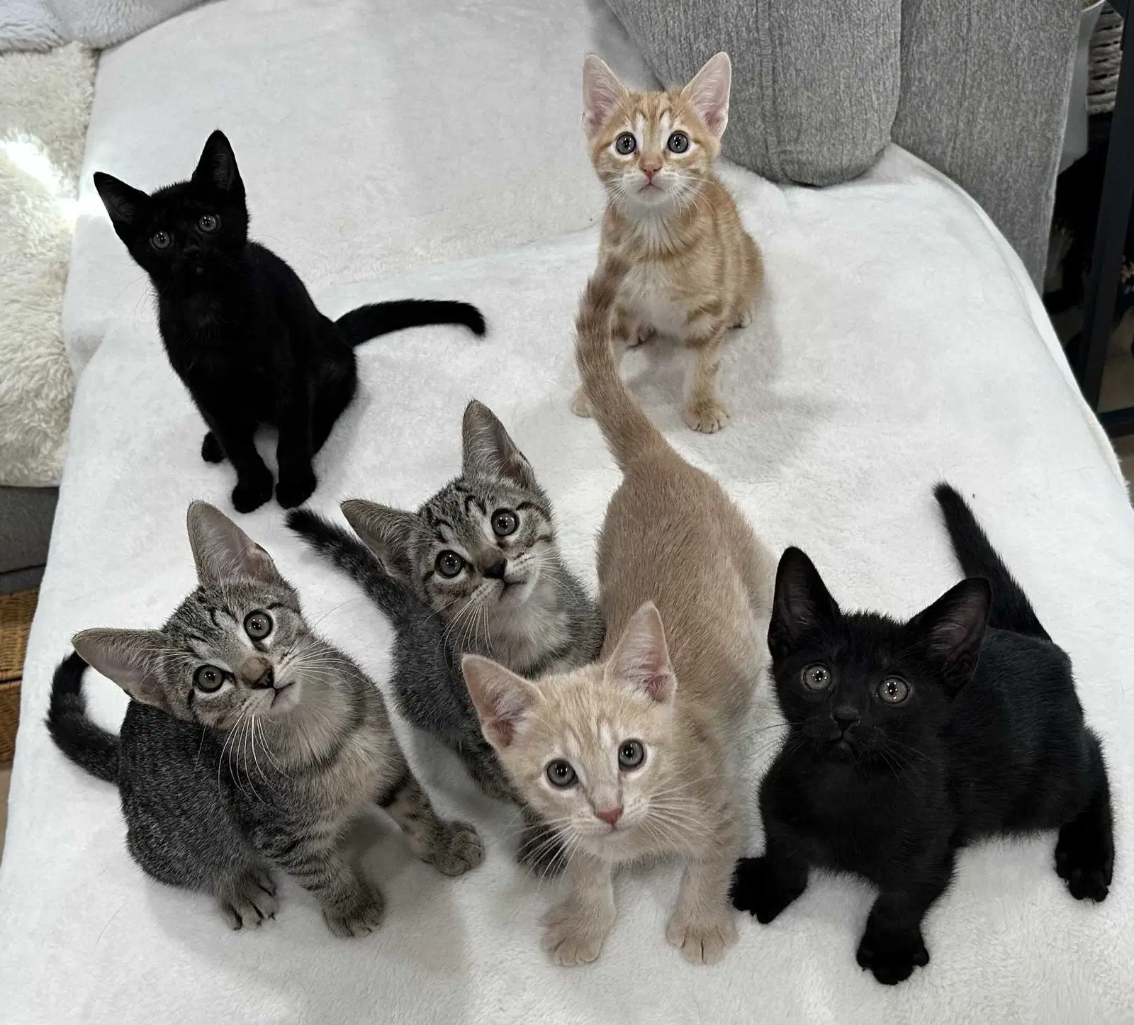 Kitten Yellowfang image 4