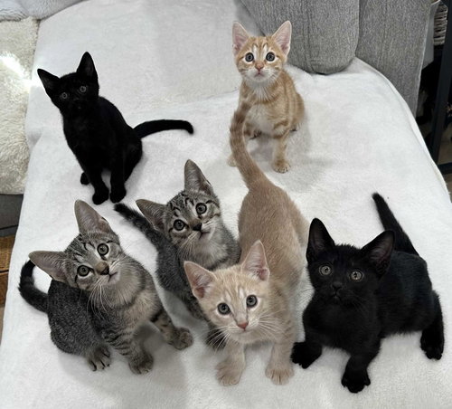 Photo 4 of Kitten Yellowfang