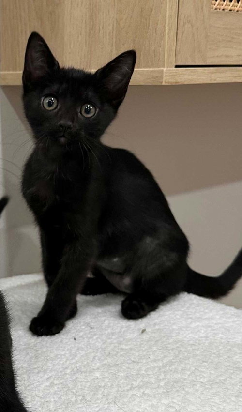 Kitten Yellowfang, a cat for adoption from Friends of the Seal Beach Animal Care Center