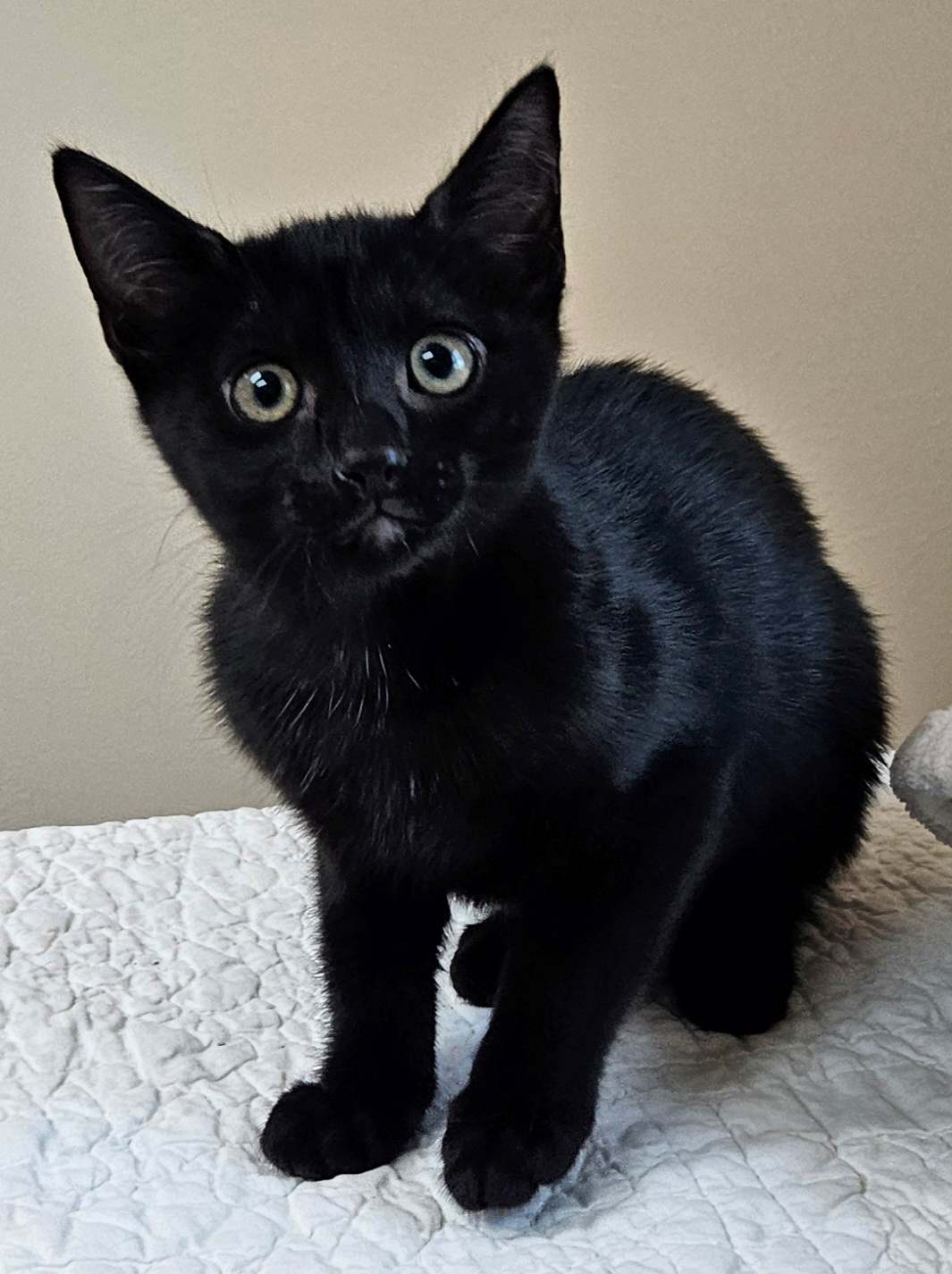Kitten Yellowfang, photo 2