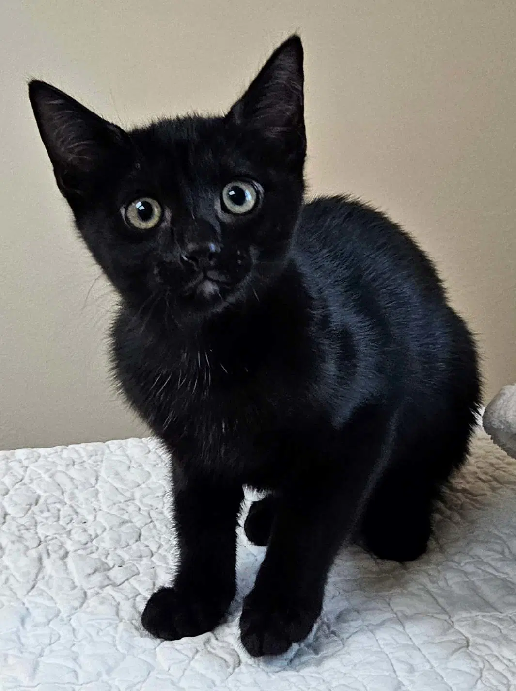 Kitten Yellowfang image 2