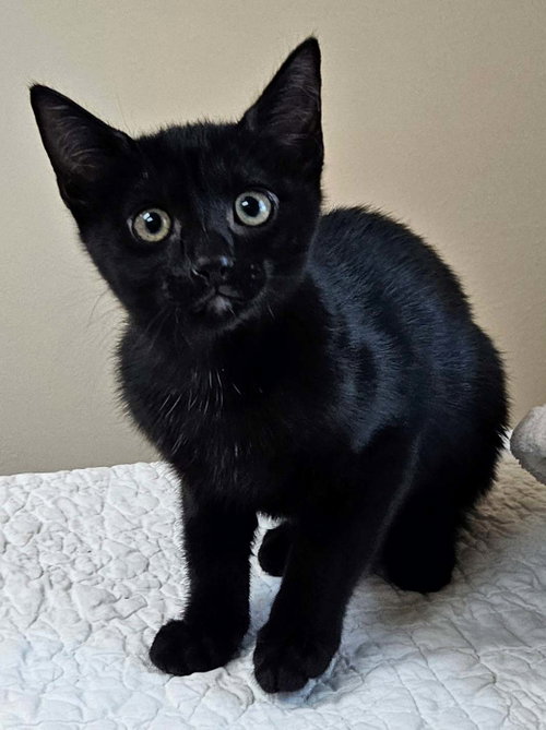 Photo 2 of Kitten Yellowfang