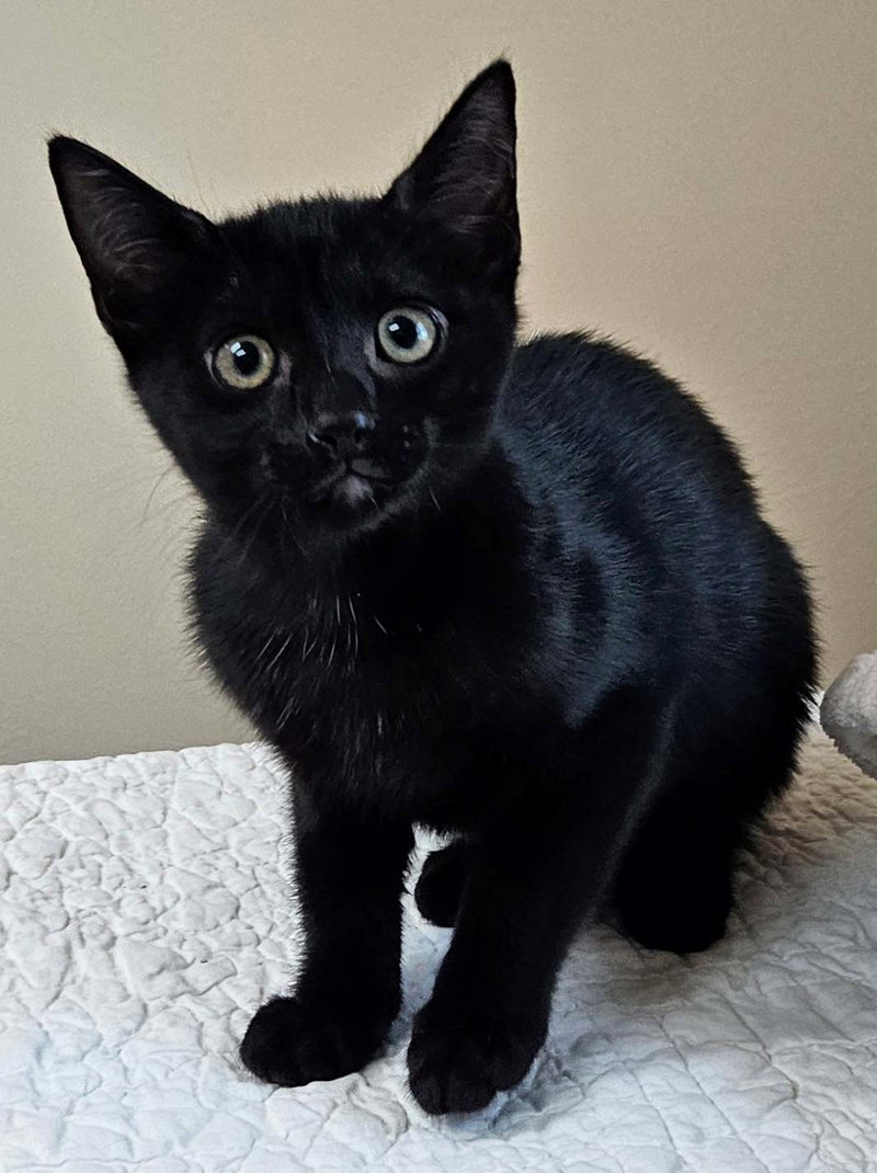 Kitten Yellowfang, photo 2