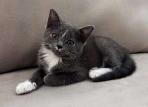 Kitten Nora, photo 2