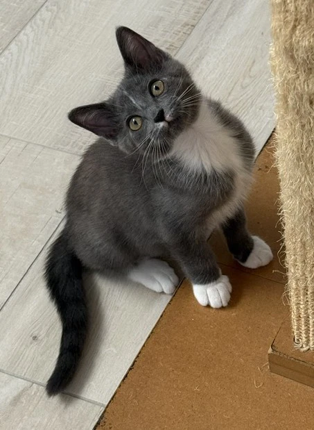 Kitten Nora