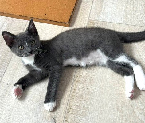 Photo 3 of Kitten Nora