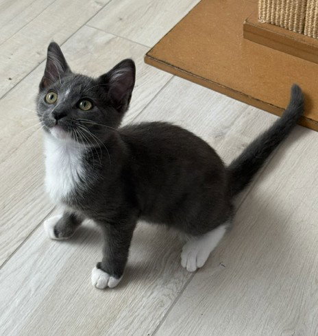 Kitten Nigel, Domestic Short Hair / Mixed (short coat)