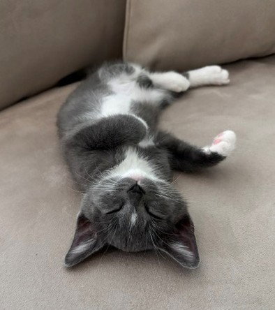 Photo 2 of Kitten Nigel