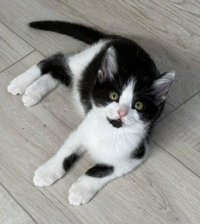 Kitten Napoleon