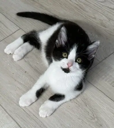 Kitten Napoleon - Domestic Short Hair