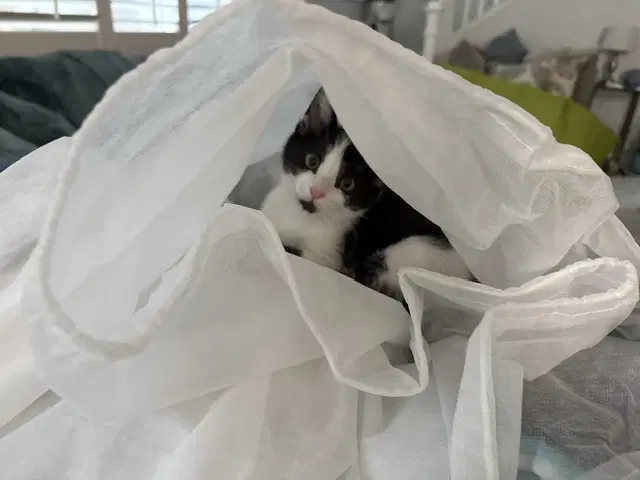 Kitten Napoleon image 2
