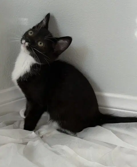 Kitten Neville - Domestic Short Hair