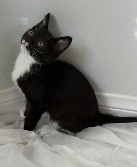 Kitten Neville