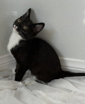 Kitten Neville, a male kitten up for adoption