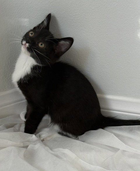 Kitten Neville, Domestic Short Hair / Mixed (short coat)
