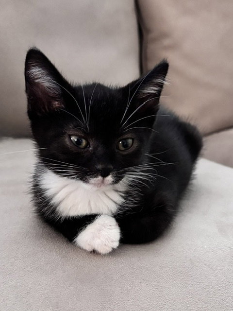 Photo 2 of Kitten Neville