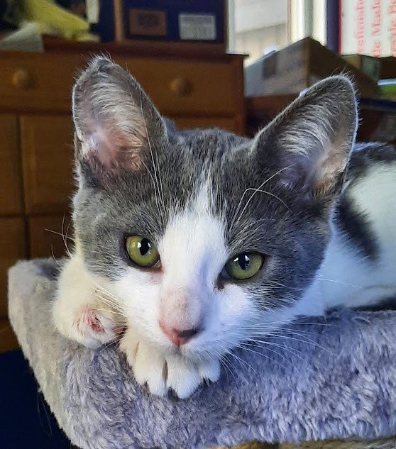 Kitten Udon