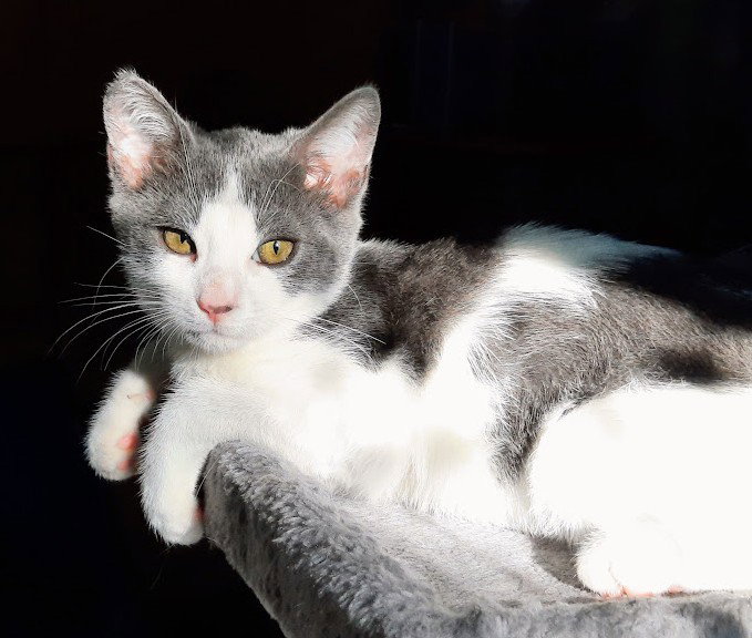Kitten Udon, photo 2
