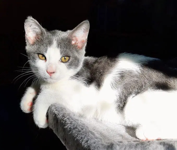 Kitten Udon image 2
