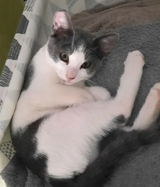 Kitten Udon image 3