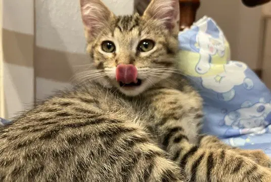 Kitten Pikachu image 2