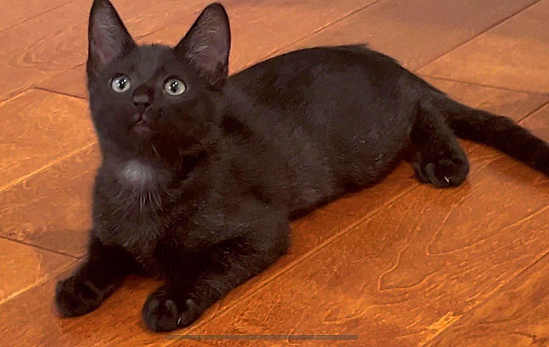 Kitten Pumpkaboo - Domestic Short Hair