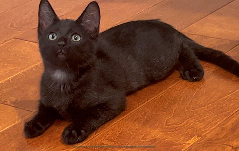 Kitten Pumpkaboo, a male kitten up for adoption
