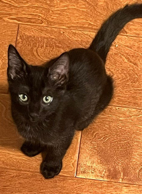 Kitten Pumpkaboo, photo 2