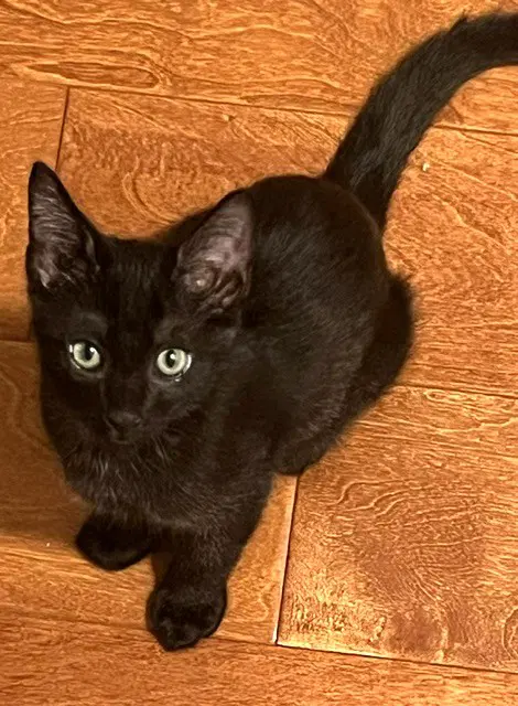 Kitten Pumpkaboo image 2