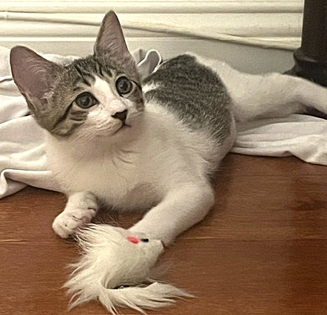 Kitten Popplio