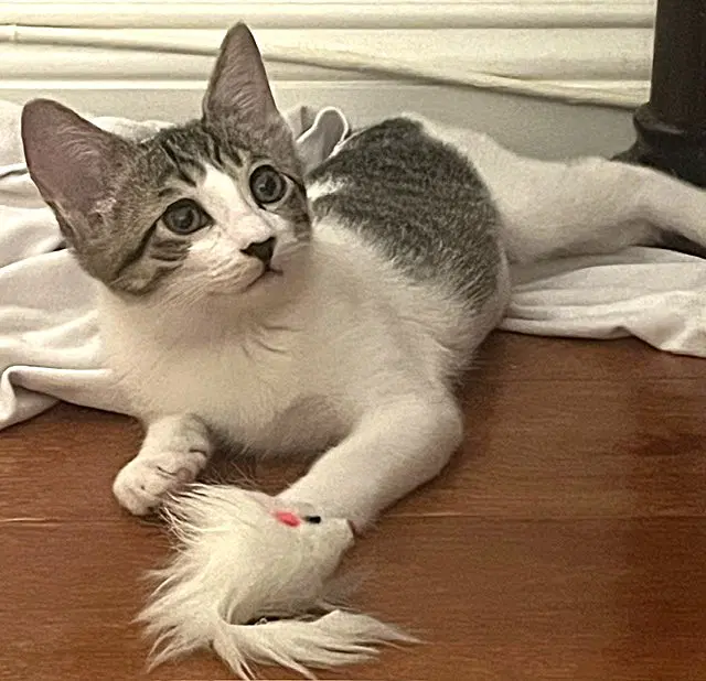 Kitten Popplio - Domestic Short Hair